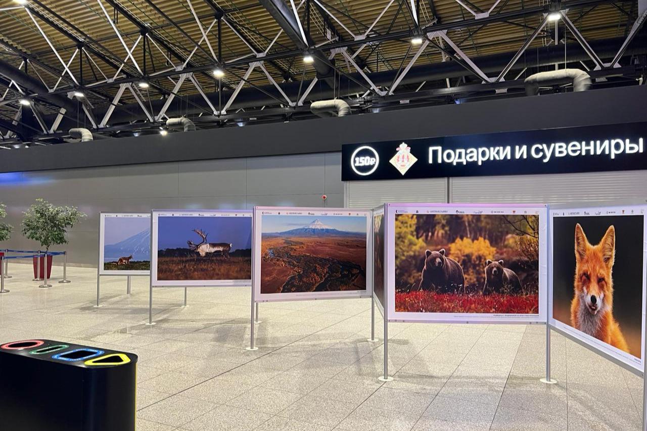 В Шереметьево продолжает работу уникальная фотовыставка о дикой природе Камчатки