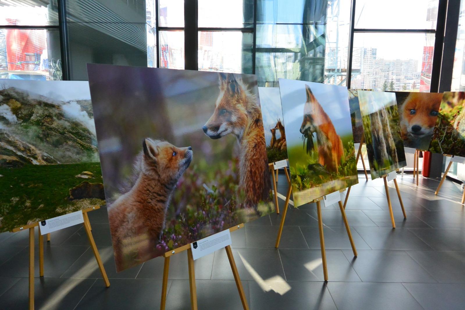 В культурном центре «Ходынское поле» в Москве продолжается фотовыставка в рамках проекта «Камчатка. Рассказ в лисах»